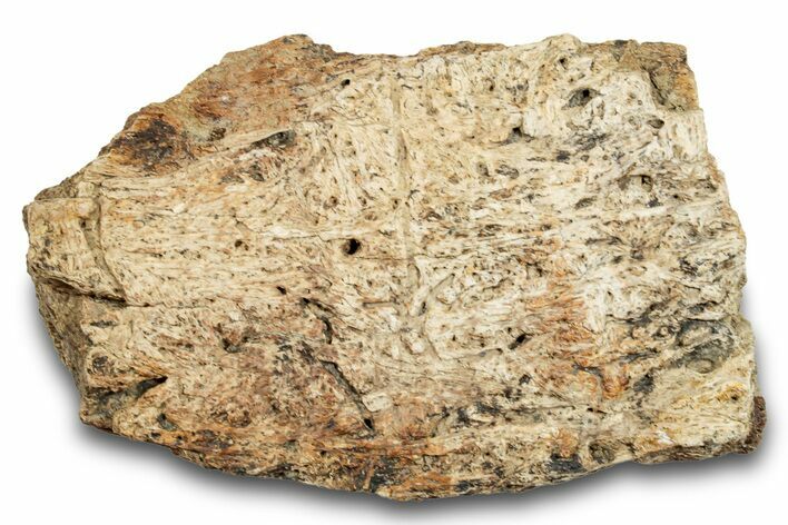 Dinosaur (Triceratops) Frill Shield Section - Montana #264984